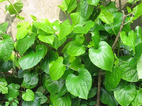 Trị đau mắt đỏ an toàn cho mẹ bầu