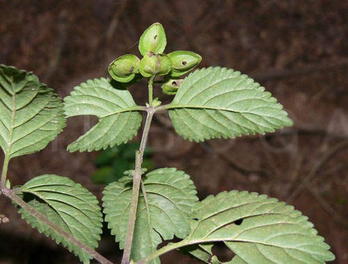 Chữa kém ăn, mất ngủ với cây sản đắng - 1