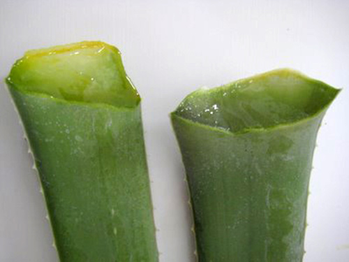 Nhâm nhi thạch nha đam: da trắng, tóc đẹp - 1