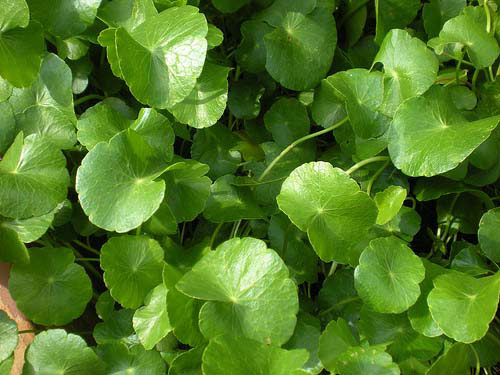 Trị cảm nắng, cảm nóng bằng thuốc dân gian - 1