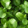 Sức khỏe - Trị cảm nắng, cảm nóng bằng thuốc dân gian