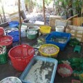 Tin tức - Chủ cơ sở heo thối cầm nữ trang để nộp phạt