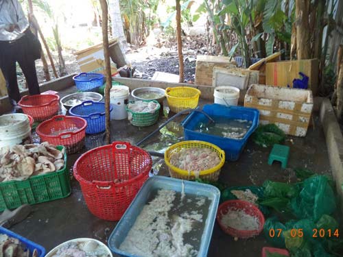 Chủ cơ sở heo thối cầm nữ trang để nộp phạt - 1