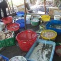Mua sắm - Giá cả - Chủ cơ sở heo thối cầm nữ trang để nộp phạt