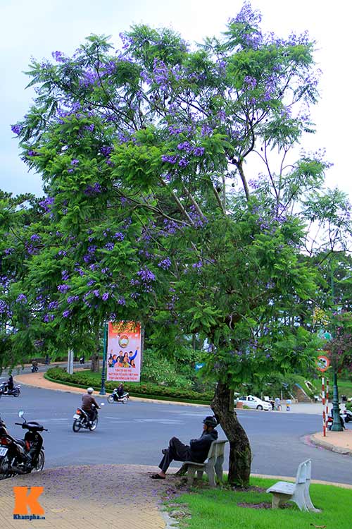 Đà Lạt: Phượng tím khoe sắc nồng nàn - 15