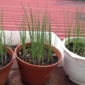 Sức khỏe - Thuốc chữa nhiều bệnh từ hành tăm