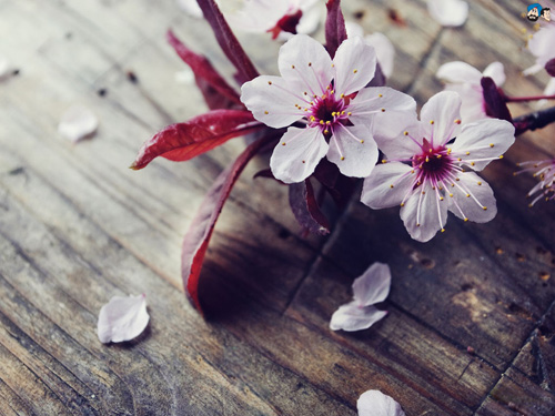 6 loài hoa phú quý, tốt lành cho nhà đẹp - 3