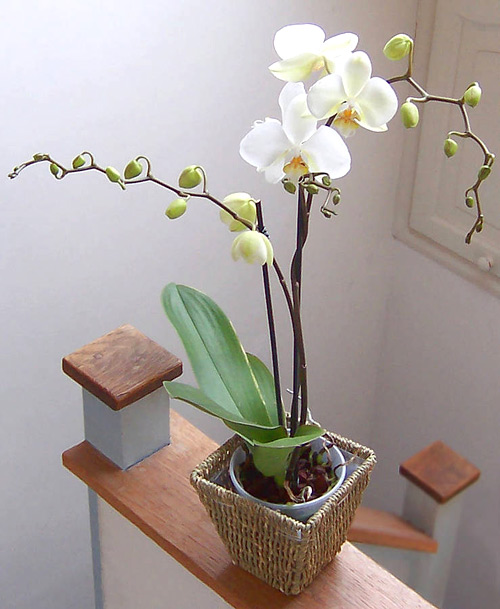 6 loài hoa phú quý, tốt lành cho nhà đẹp - 4