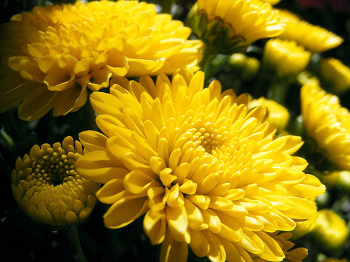 6 loài hoa phú quý, tốt lành cho nhà đẹp - 6