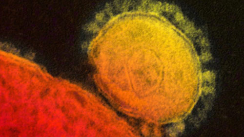 WHO cảnh báo dịch bệnh toàn cầu từ virus MERS - 1