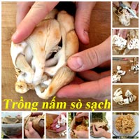 Trồng nấm hương thơm ngon trên gỗ - 6