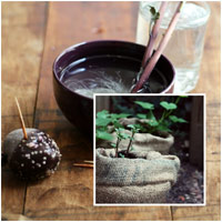 Trồng nấm hương thơm ngon trên gỗ - 7