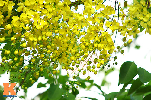 Ngẩn ngơ ngắm hoa bọ cạp vàng phương Nam - 3