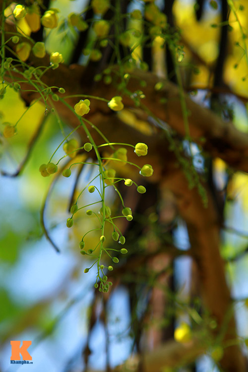 Ngẩn ngơ ngắm hoa bọ cạp vàng phương Nam - 5