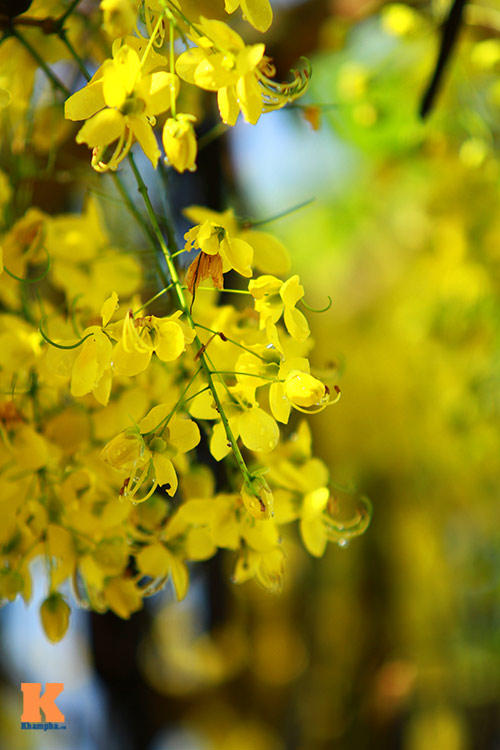 Ngẩn ngơ ngắm hoa bọ cạp vàng phương Nam - 10