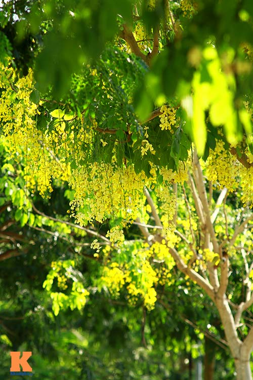 Ngẩn ngơ ngắm hoa bọ cạp vàng phương Nam - 6