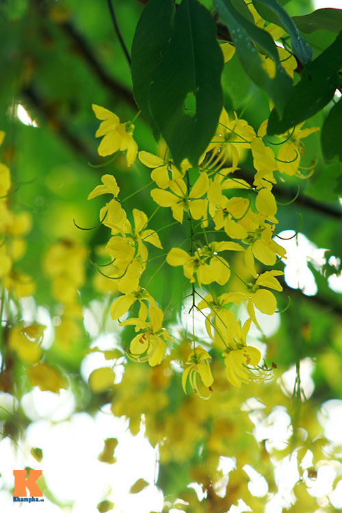 Ngẩn ngơ ngắm hoa bọ cạp vàng phương Nam - 8