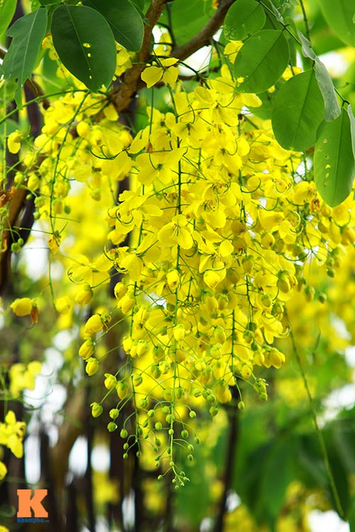 Ngẩn ngơ ngắm hoa bọ cạp vàng phương Nam - 4