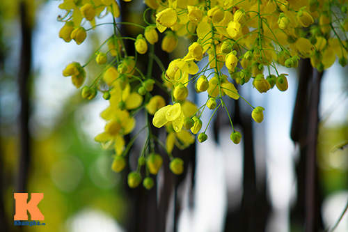 Ngẩn ngơ ngắm hoa bọ cạp vàng phương Nam - 7