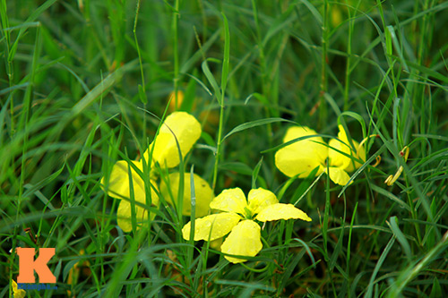 Ngẩn ngơ ngắm hoa bọ cạp vàng phương Nam - 12