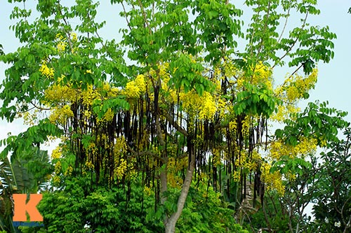 Ngẩn ngơ ngắm hoa bọ cạp vàng phương Nam - 2