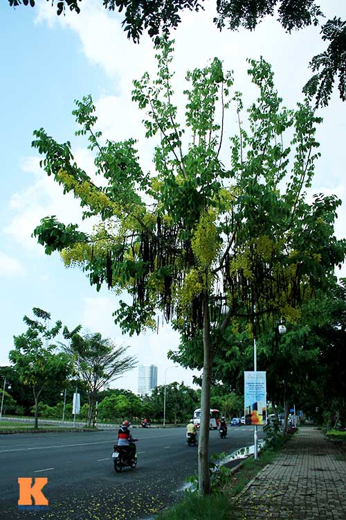 Ngẩn ngơ ngắm hoa bọ cạp vàng phương Nam - 1