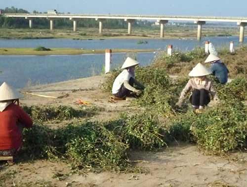 Những kiểu mua bán tận diệt của TQ tại Việt Nam - 13