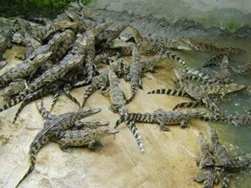 Những kiểu mua bán tận diệt của TQ tại Việt Nam - 15