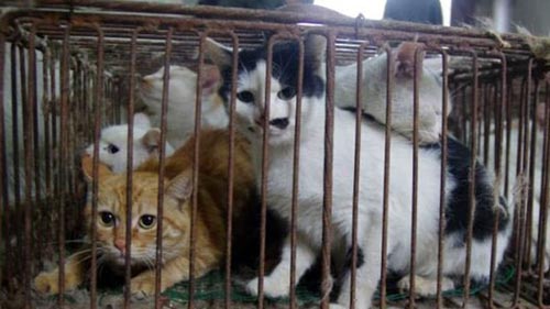 Những kiểu mua bán tận diệt của TQ tại Việt Nam - 2