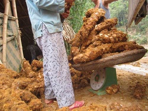 Những kiểu mua bán tận diệt của TQ tại Việt Nam - 3