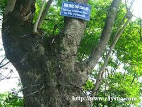 Những kiểu mua bán tận diệt của TQ tại Việt Nam - 4