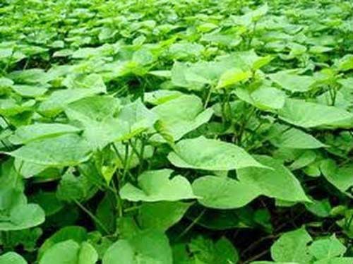 Những kiểu mua bán tận diệt của TQ tại Việt Nam - 8