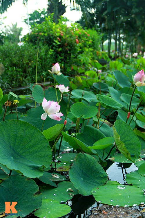 Sen hồng rực rỡ quot;đónquot; hè về - 8
