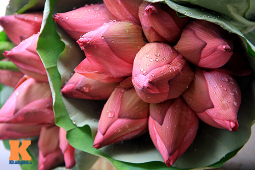 Sen hồng rực rỡ quot;đónquot; hè về - 2