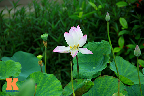 Sen hồng rực rỡ quot;đónquot; hè về - 12