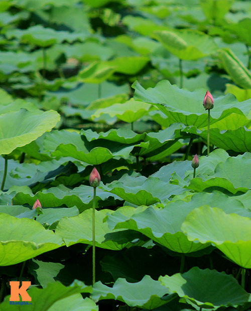 Sen hồng rực rỡ quot;đónquot; hè về - 4