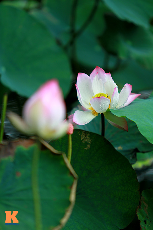Sen hồng rực rỡ quot;đónquot; hè về - 11