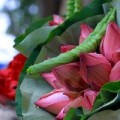 Tin tức - Sen hồng rực rỡ "đón" hè về