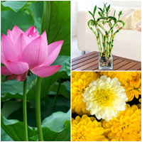 Hoa cảnh phòng ngủ giúp bạn ngon giấc - 5