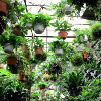 Hoa cảnh phòng ngủ giúp bạn ngon giấc - 6