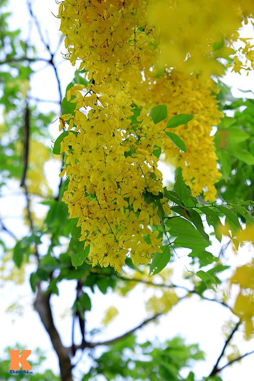 Bò cạp vàng quot;đón nắngquot; dưới trời Hà Nôi - 3