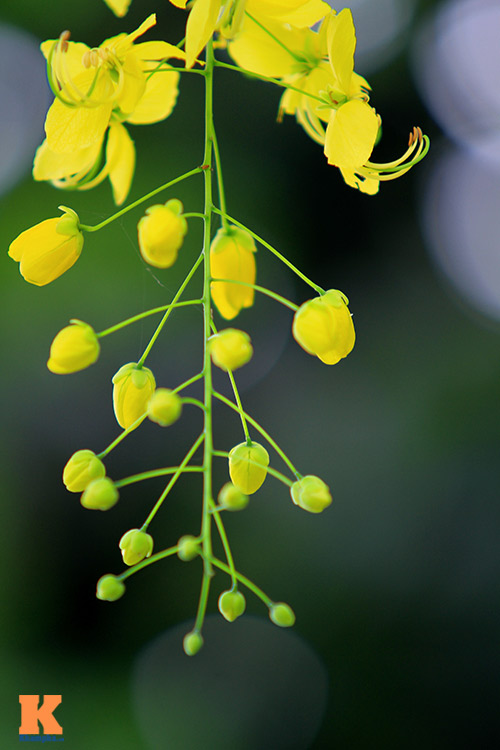 Bò cạp vàng quot;đón nắngquot; dưới trời Hà Nôi - 5