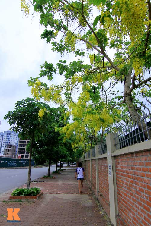 Bò cạp vàng quot;đón nắngquot; dưới trời Hà Nôi - 16