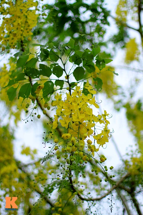 Bò cạp vàng quot;đón nắngquot; dưới trời Hà Nôi - 9