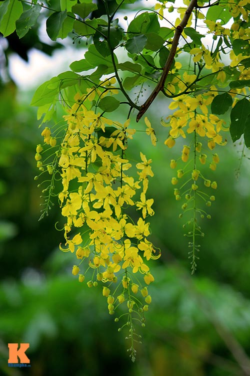 Bò cạp vàng quot;đón nắngquot; dưới trời Hà Nôi - 6