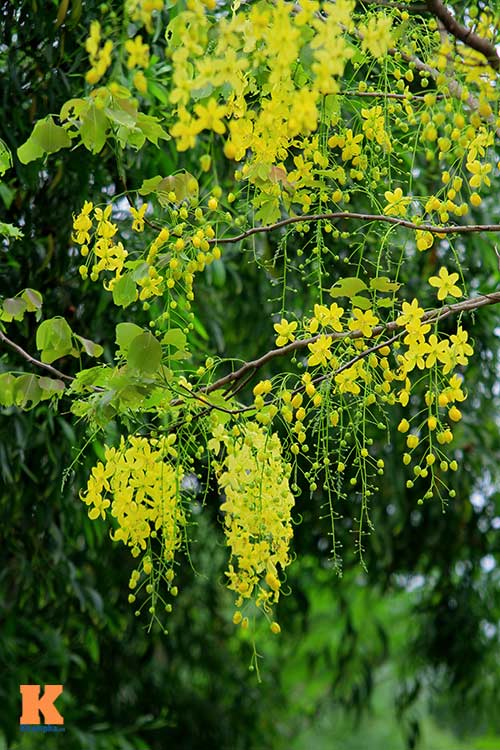 Bò cạp vàng quot;đón nắngquot; dưới trời Hà Nôi - 7