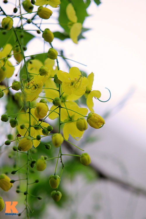 Bò cạp vàng quot;đón nắngquot; dưới trời Hà Nôi - 12