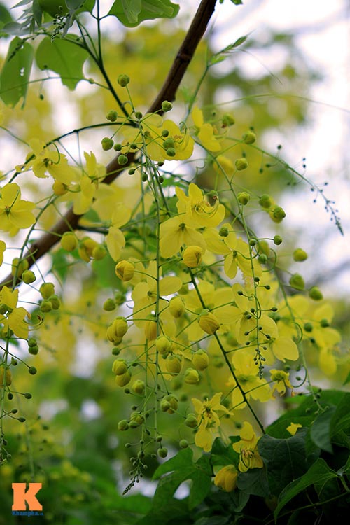 Bò cạp vàng quot;đón nắngquot; dưới trời Hà Nôi - 13