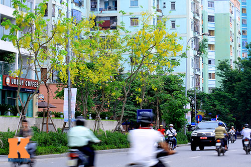 Bò cạp vàng quot;đón nắngquot; dưới trời Hà Nôi - 8