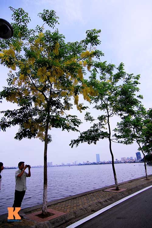 Bò cạp vàng quot;đón nắngquot; dưới trời Hà Nôi - 17